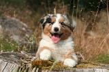 BERGER AUSTRALIEN PUPPIES 861